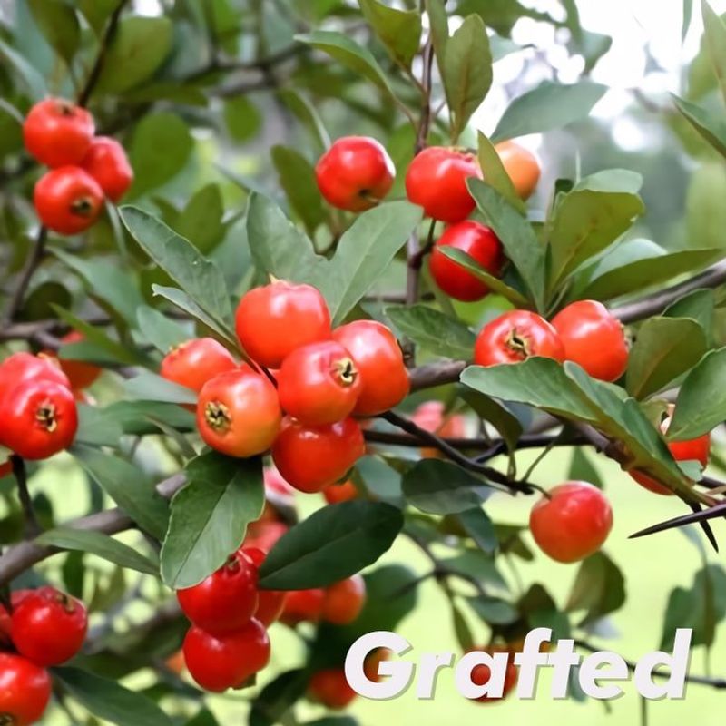 Mayhaw