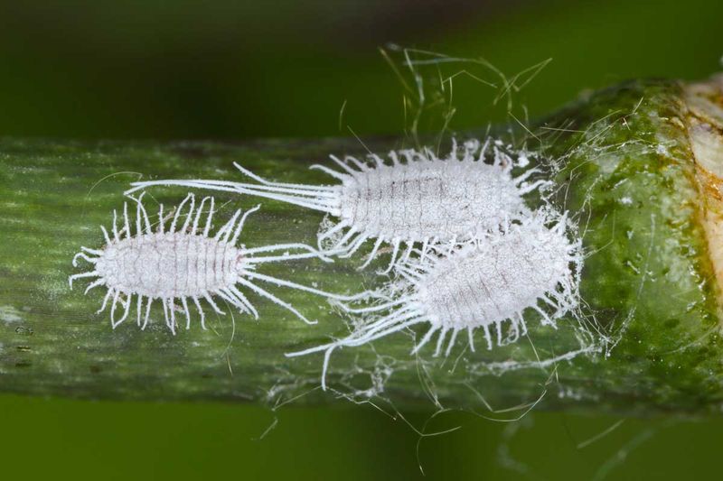 Mealybugs