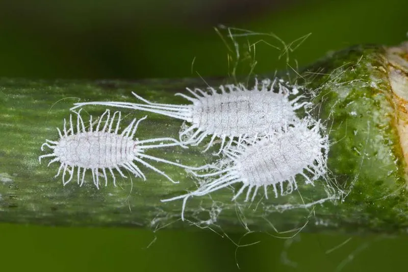 Mealybugs