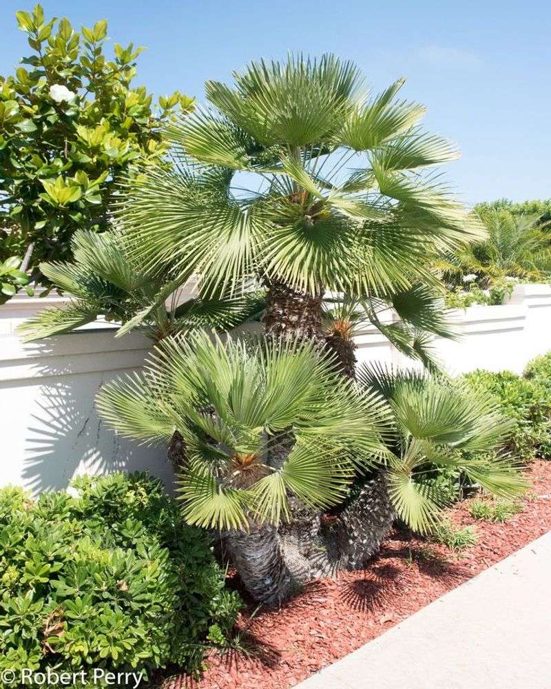 Mediterranean Fan Palm