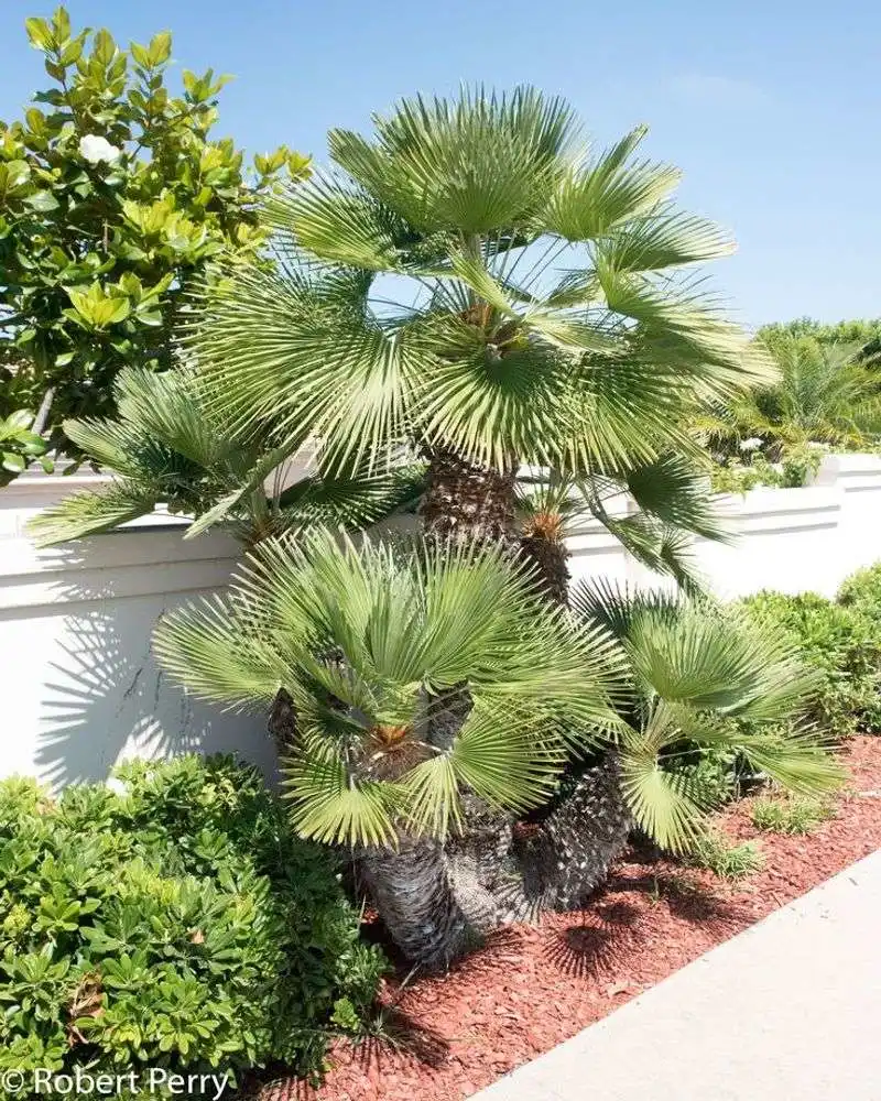 Mediterranean Fan Palm