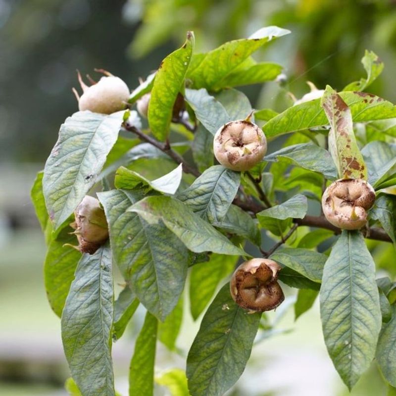 Medlar