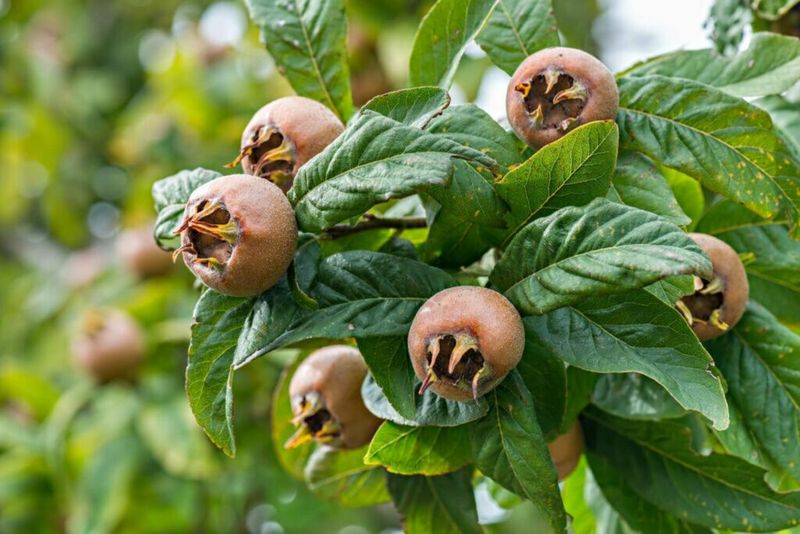 Medlar Tree