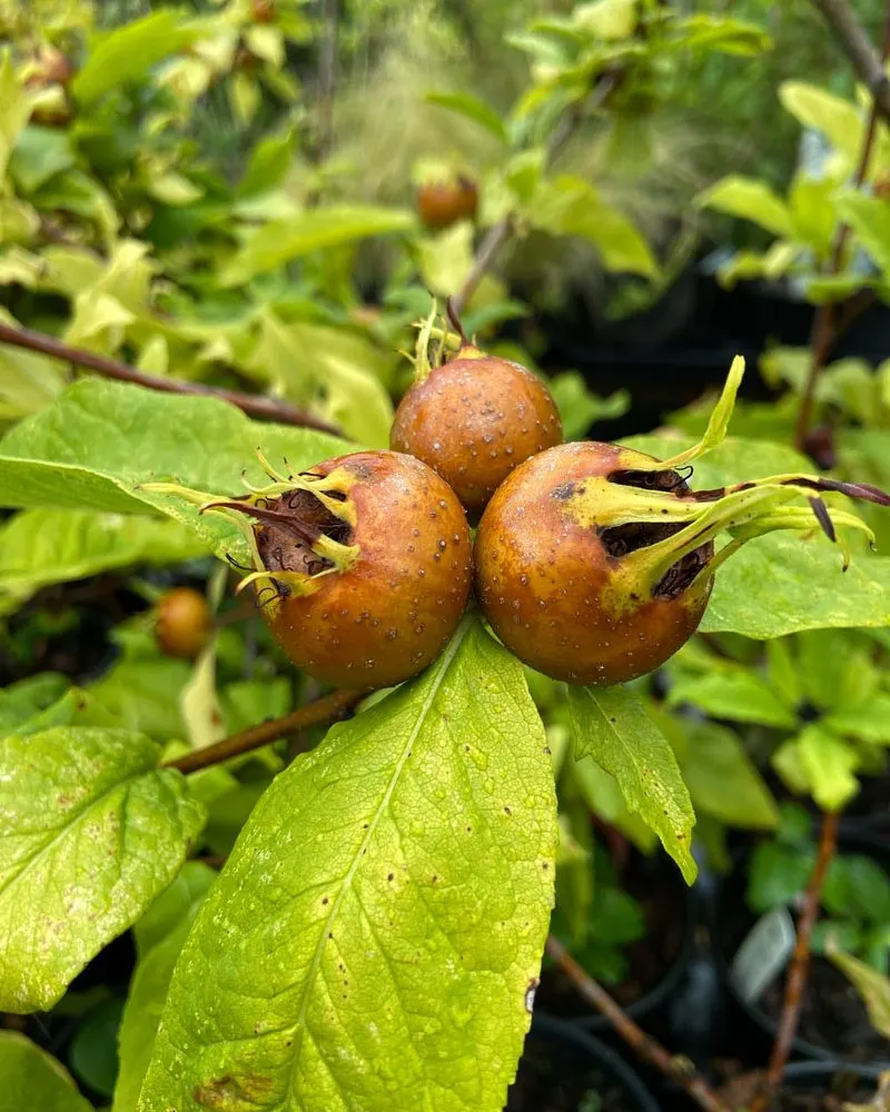 Medlar