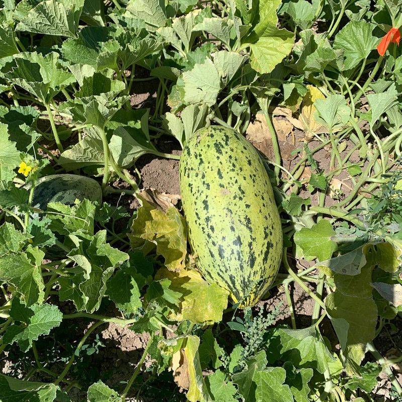 Melons