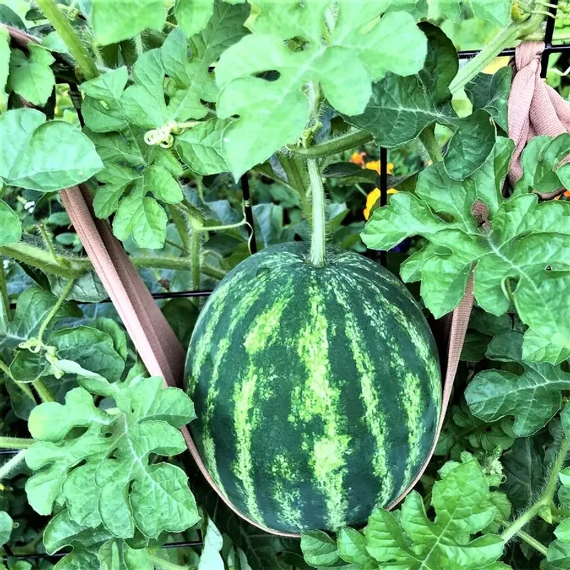 Melons