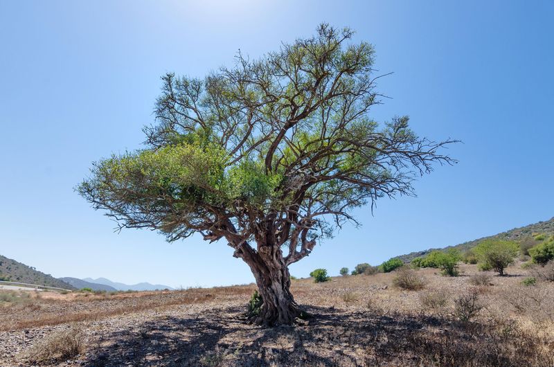 Mesquite