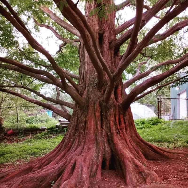 Metasequoia