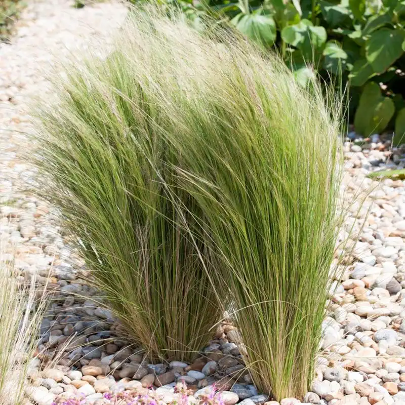 Mexican Feather Grass