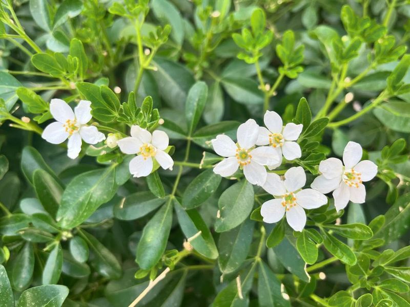 Mexican Orange Blossom