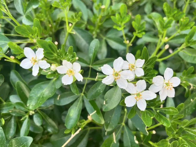 Mexican Orange Blossom