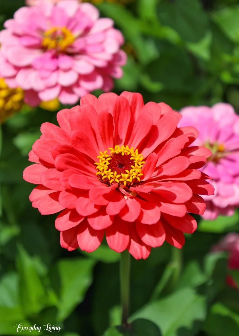 Zinnia