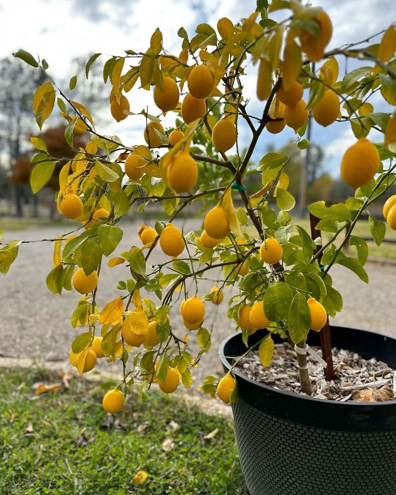 Meyer Lemon Tree