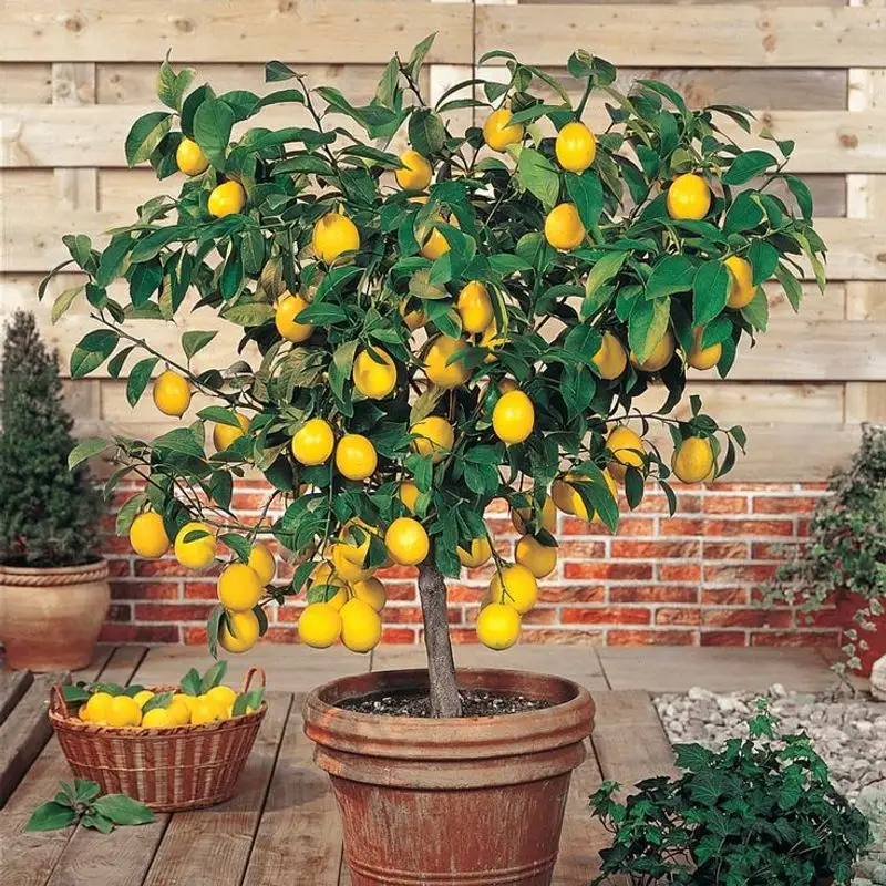Meyer Lemon Tree
