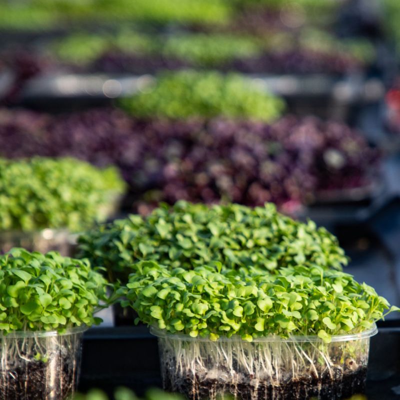 Microgreens