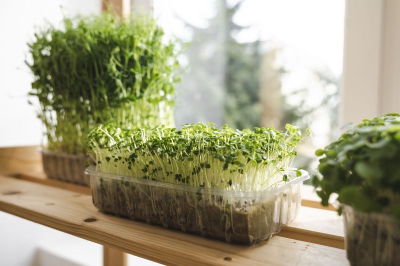 Microgreens Indoors
