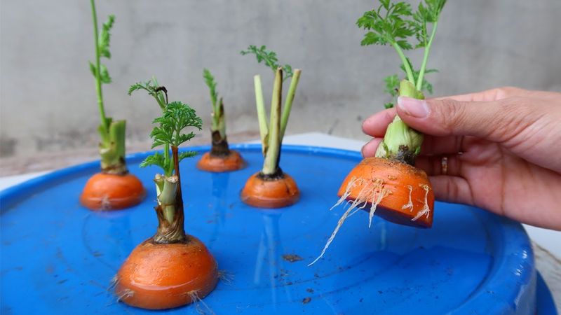 Carrots