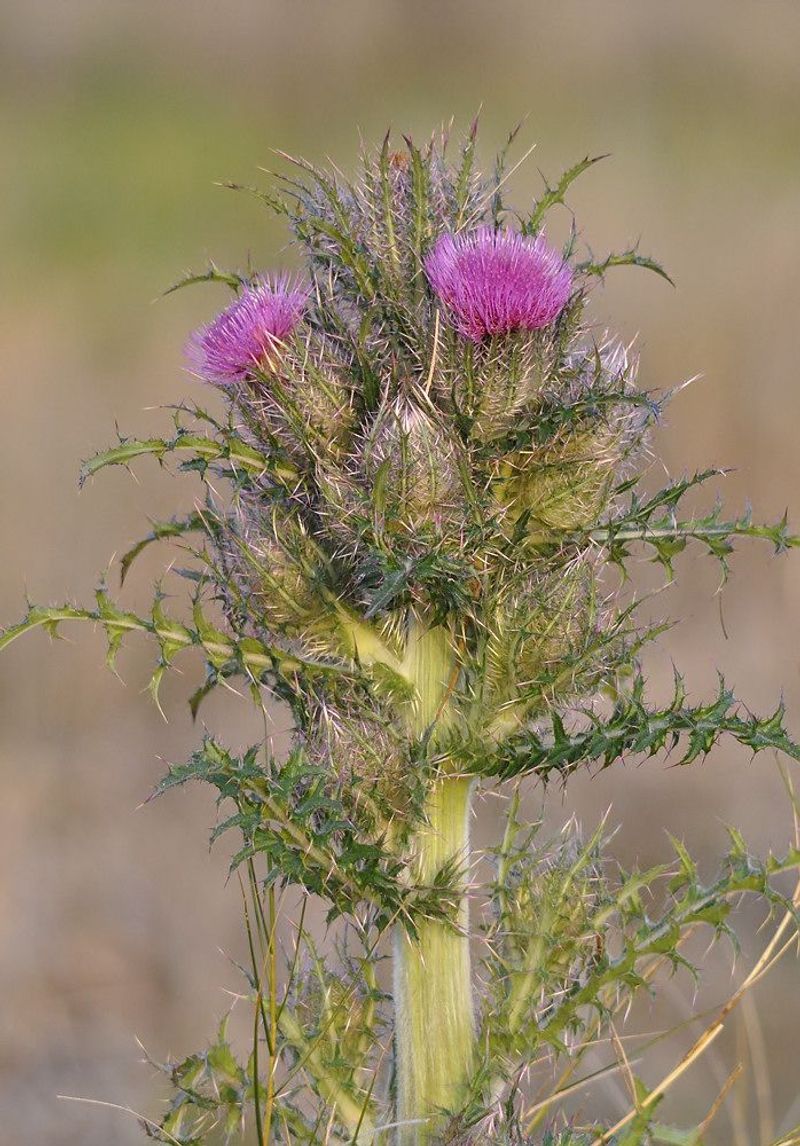 Milk Thistle