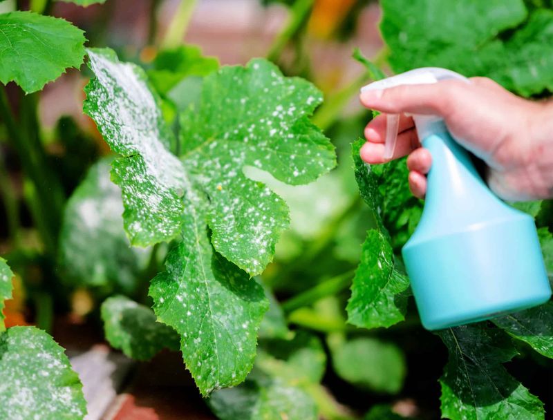 Milk as a Natural Pesticide