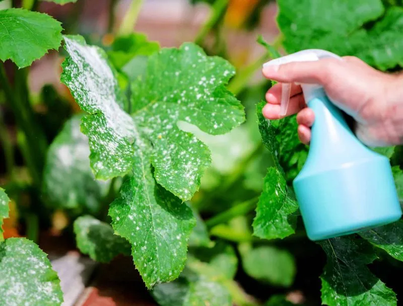 Milk as a Natural Pesticide