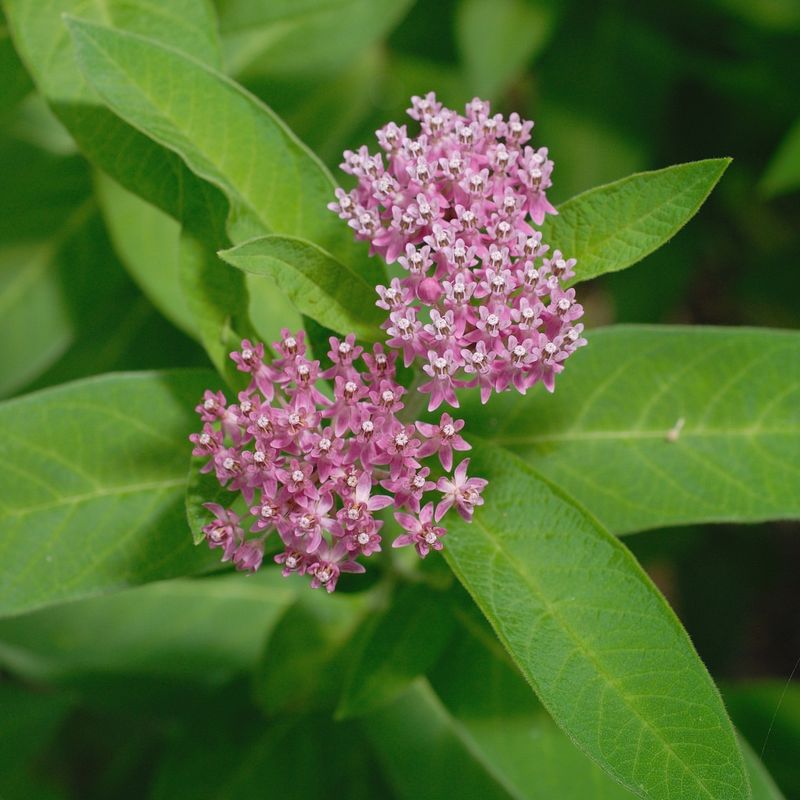 Milkweed