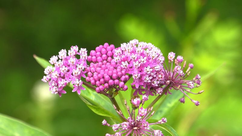 Milkweed