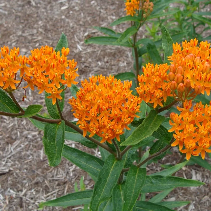 Milkweed (Asclepias)