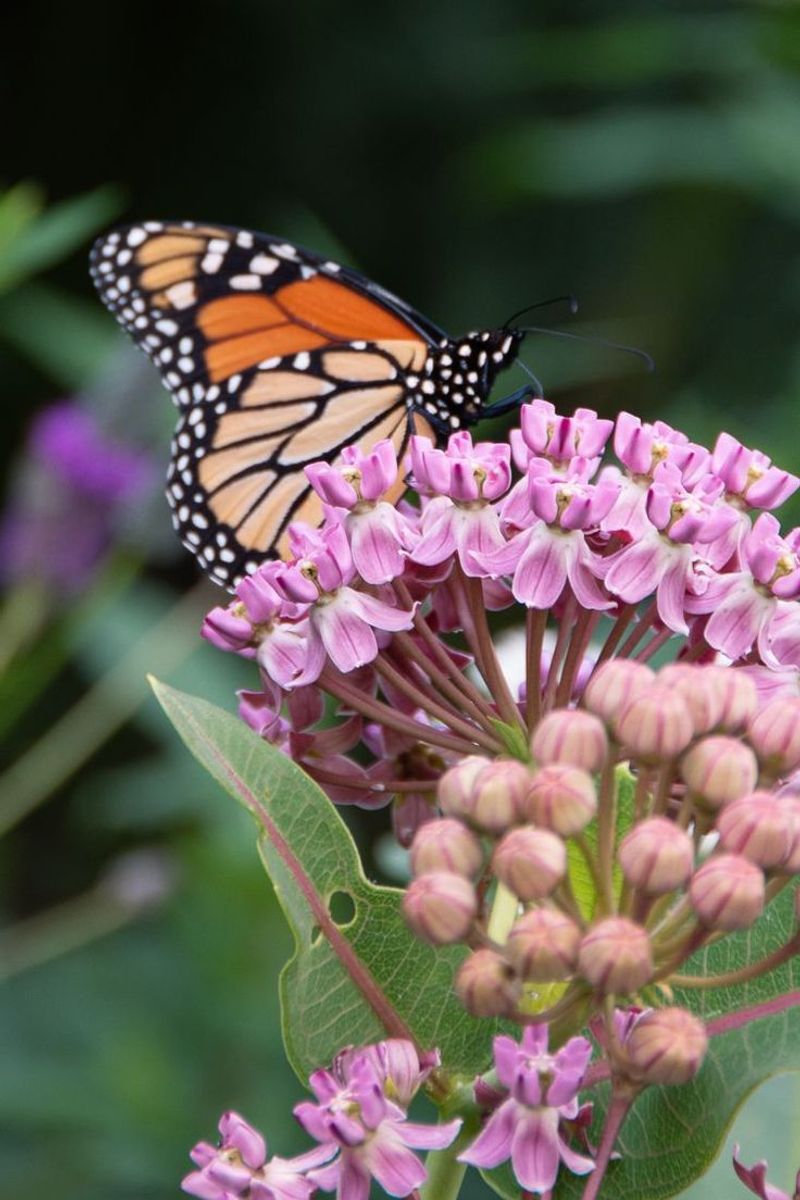 Milkweed
