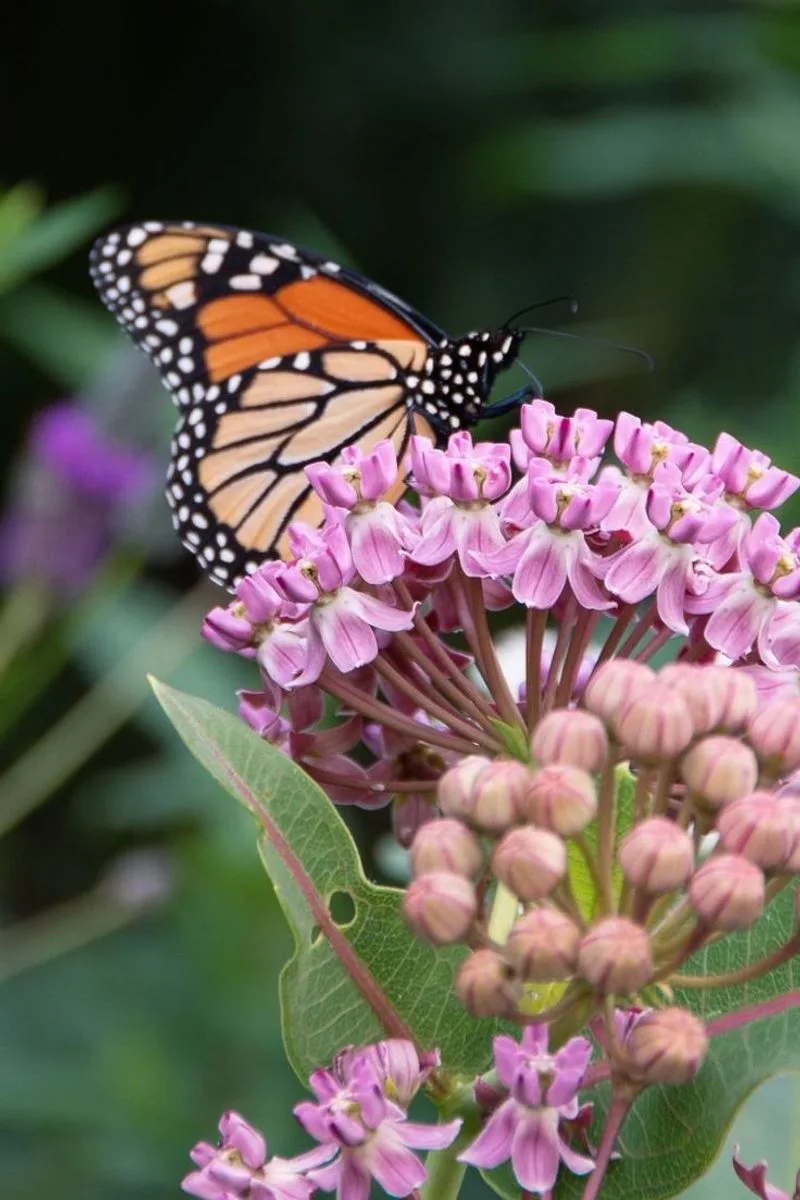 Milkweed