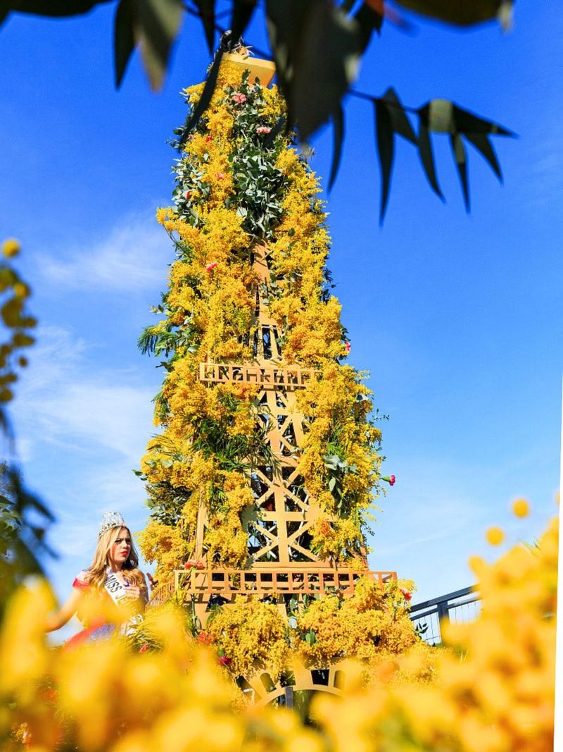 Mimosa Festival
