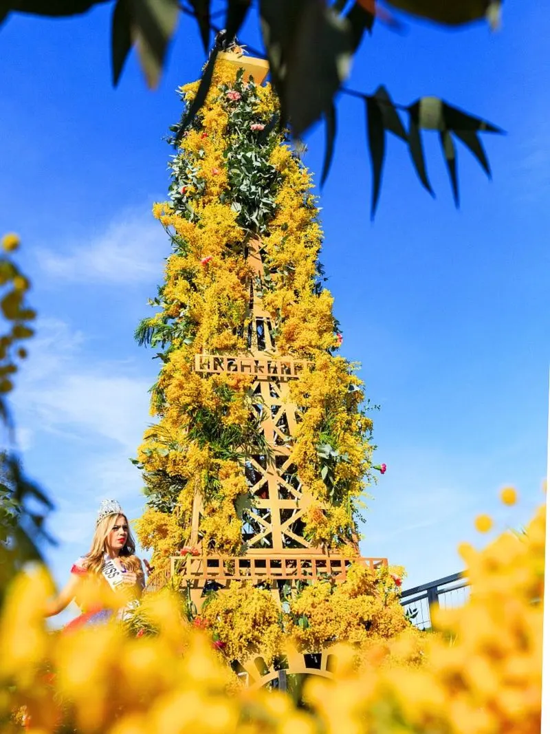 Mimosa Festival