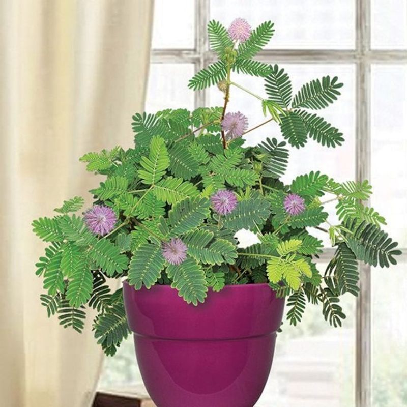 Mimosa Pudica