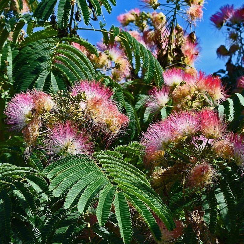 Mimosa Tree (Albizia julibrissin)