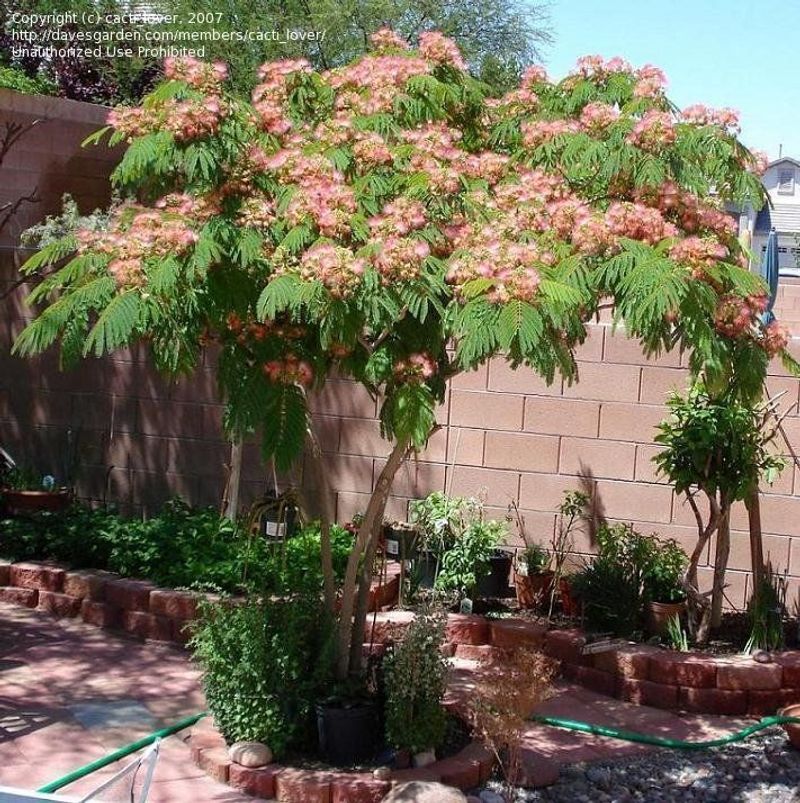 Mimosa Tree
