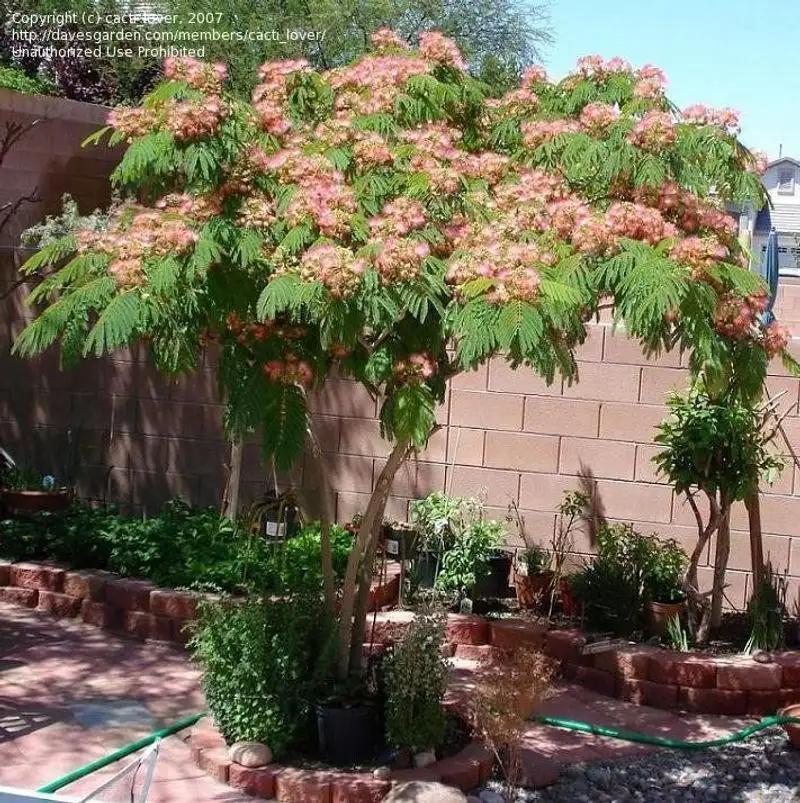 Mimosa Tree