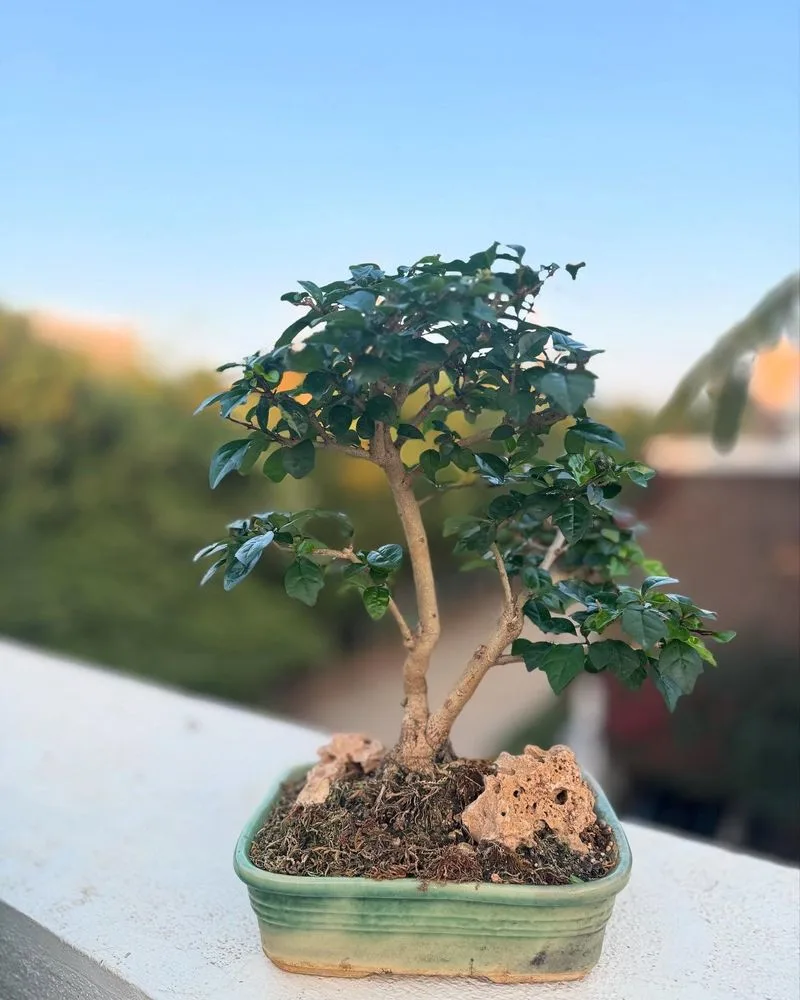 Miniature Bonsai Trees