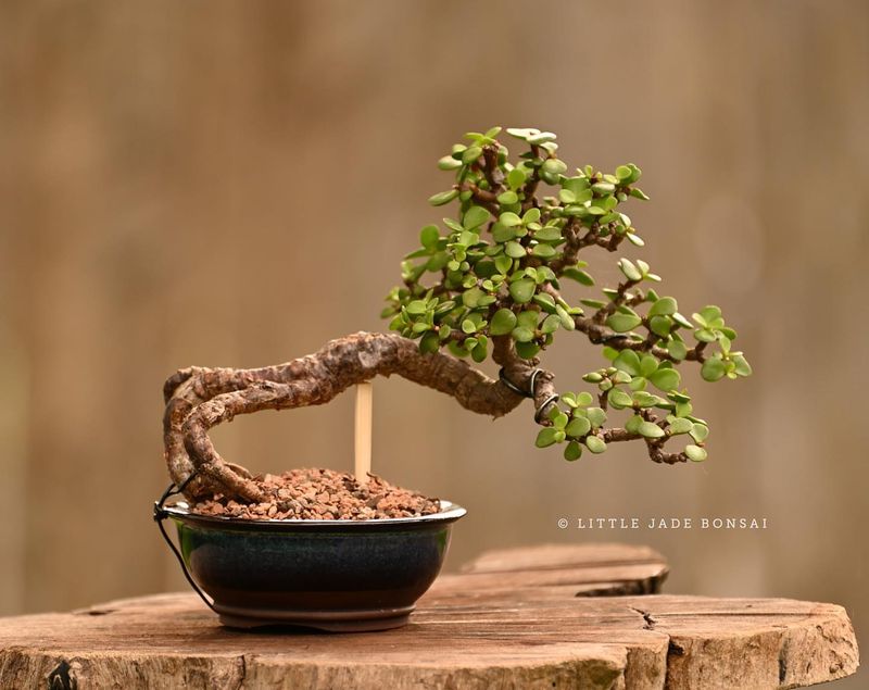 Miniature Bonsai