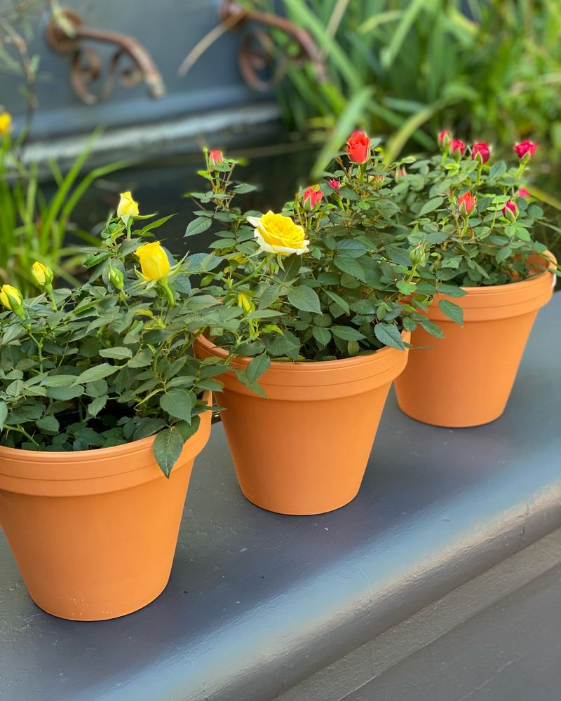 Miniature Roses