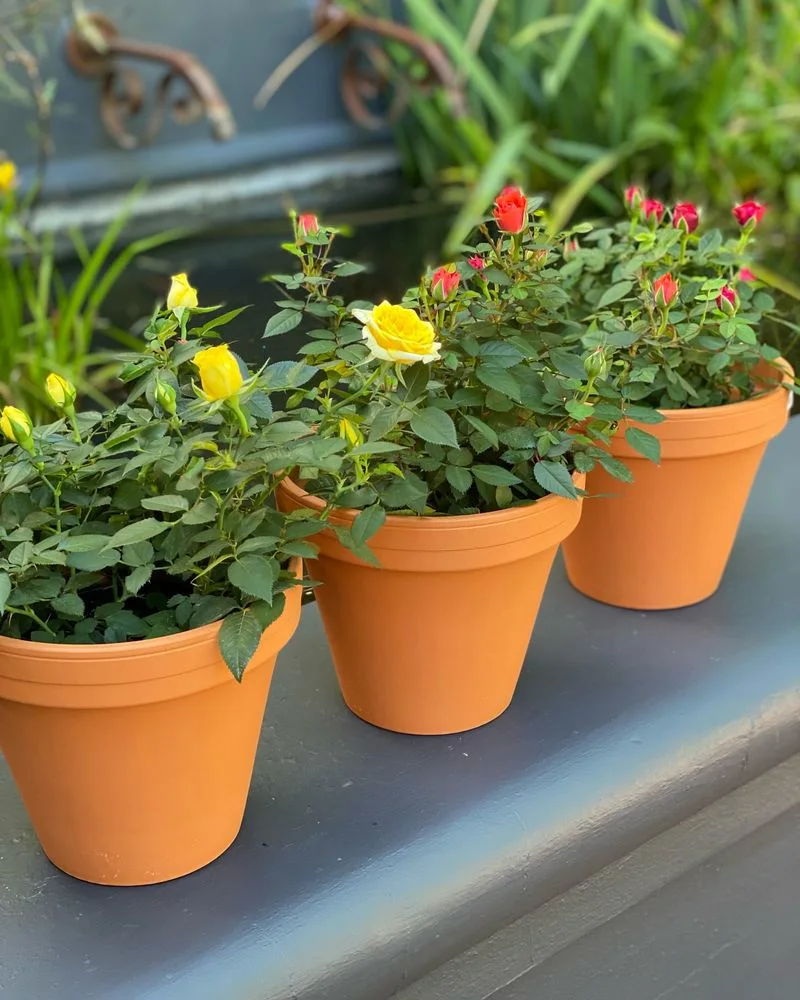 Miniature Roses