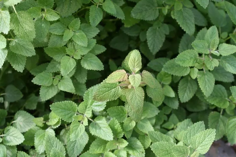 Mint
