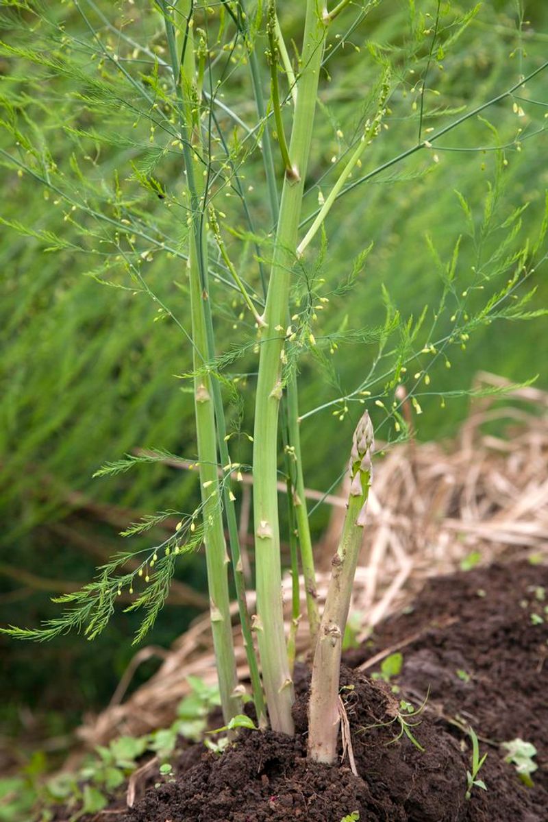 Asparagus