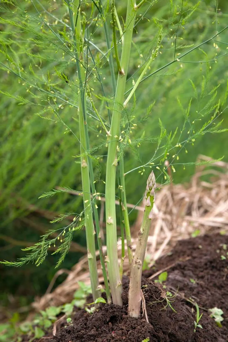 Asparagus
