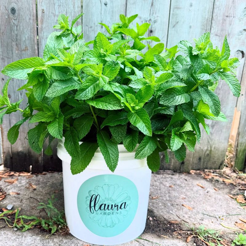 Mint