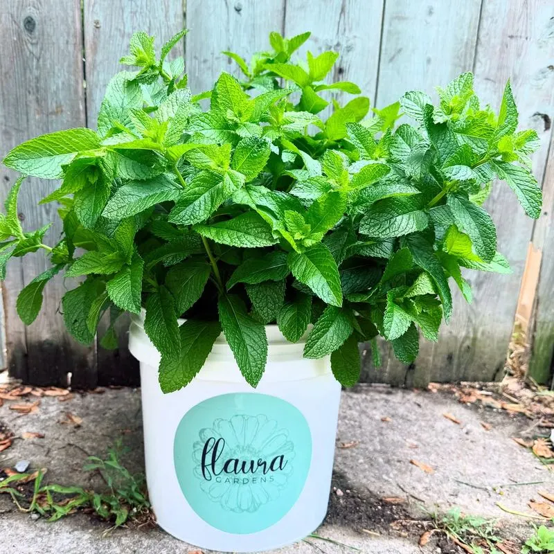 Mint