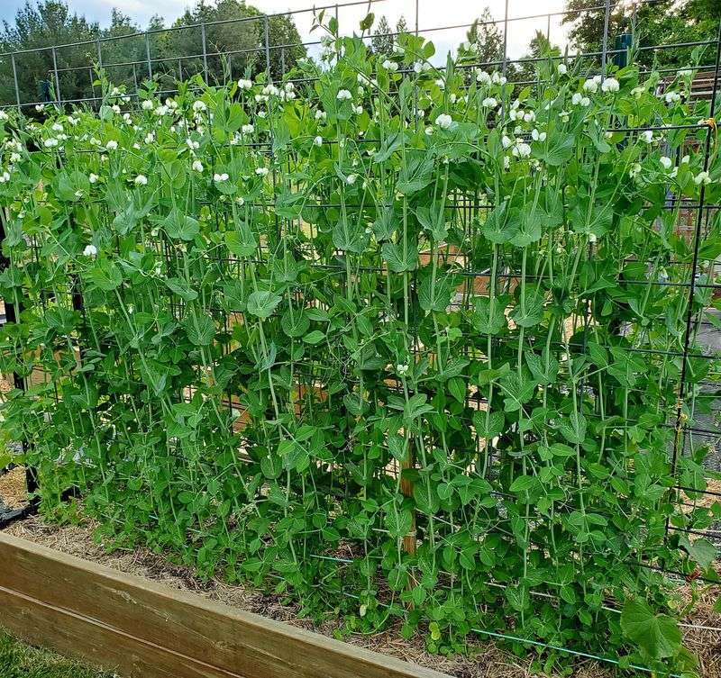 Peas (Sugar Snap or Snow)