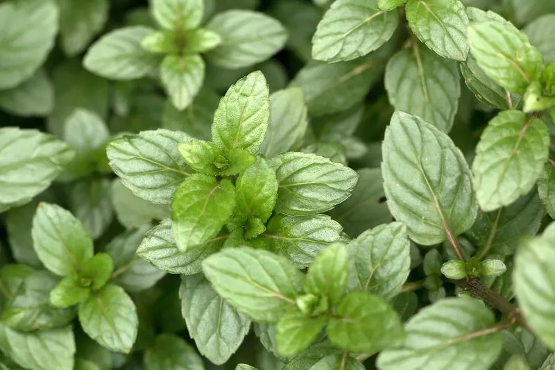 Mint