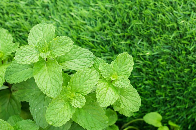 Mint