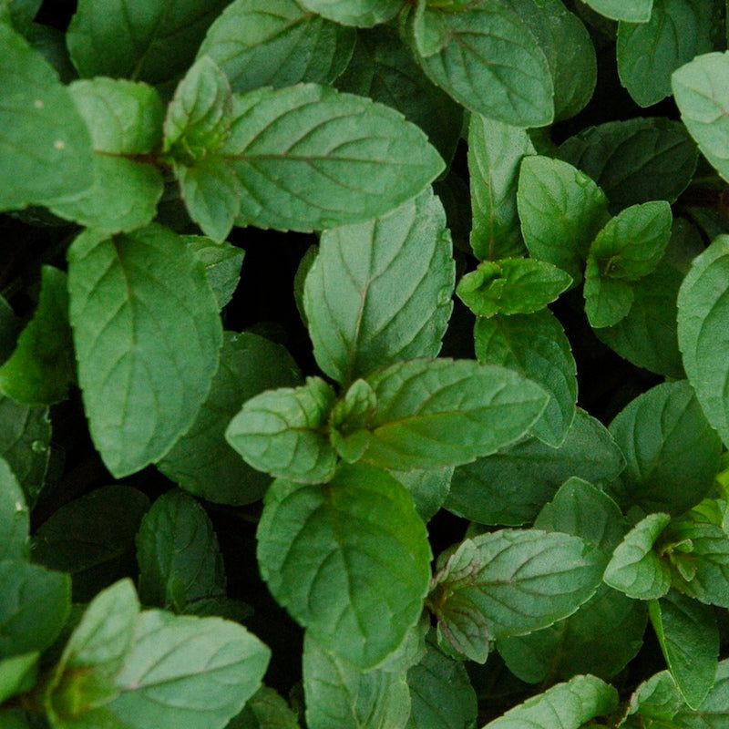 Mint