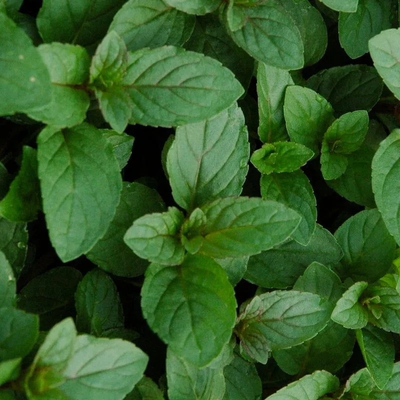 Mint