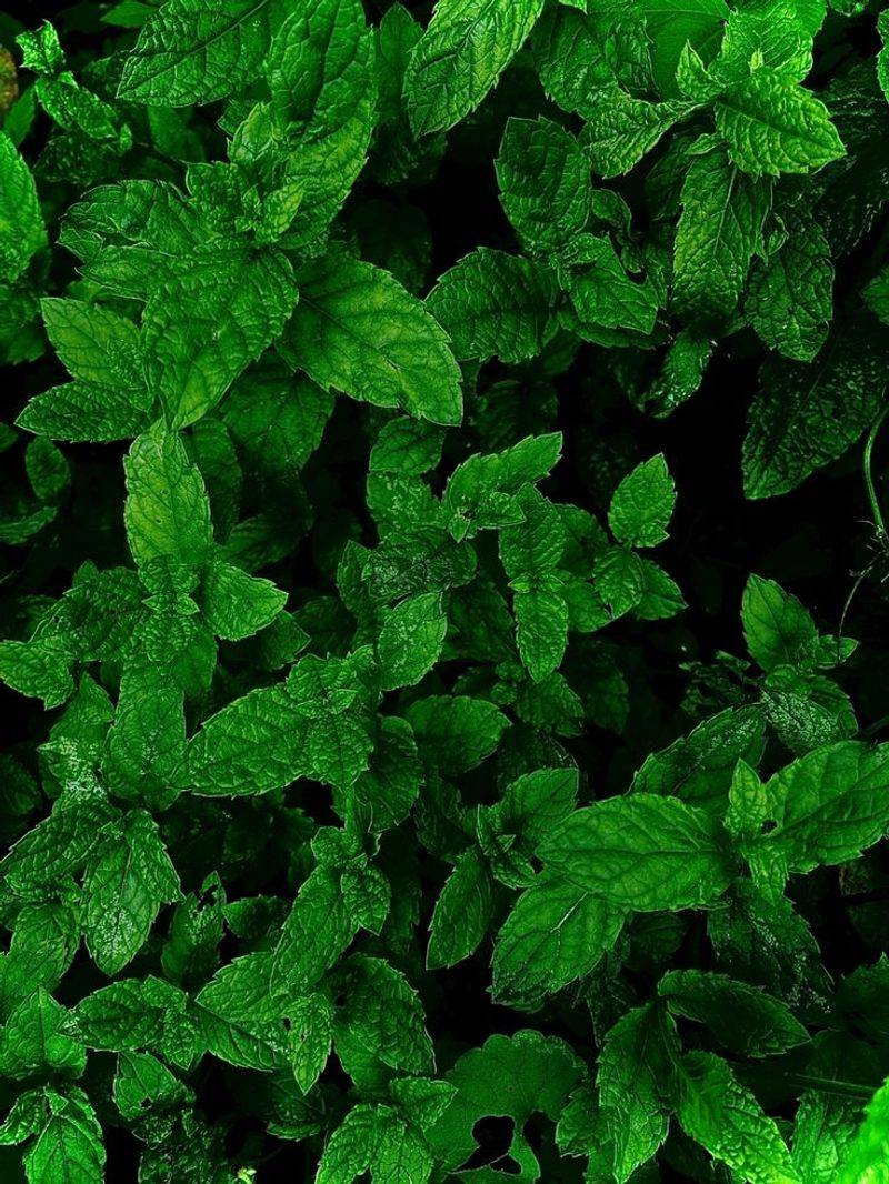 Mint